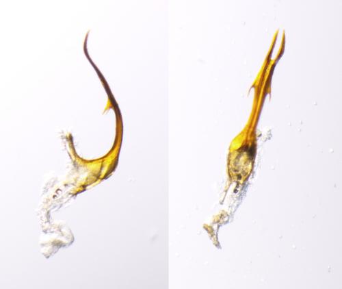 Réf. 356 427 : Bamboosella dimorpha
